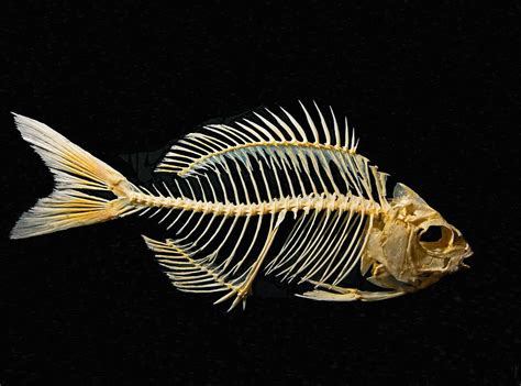 Fish Skeleton Images .